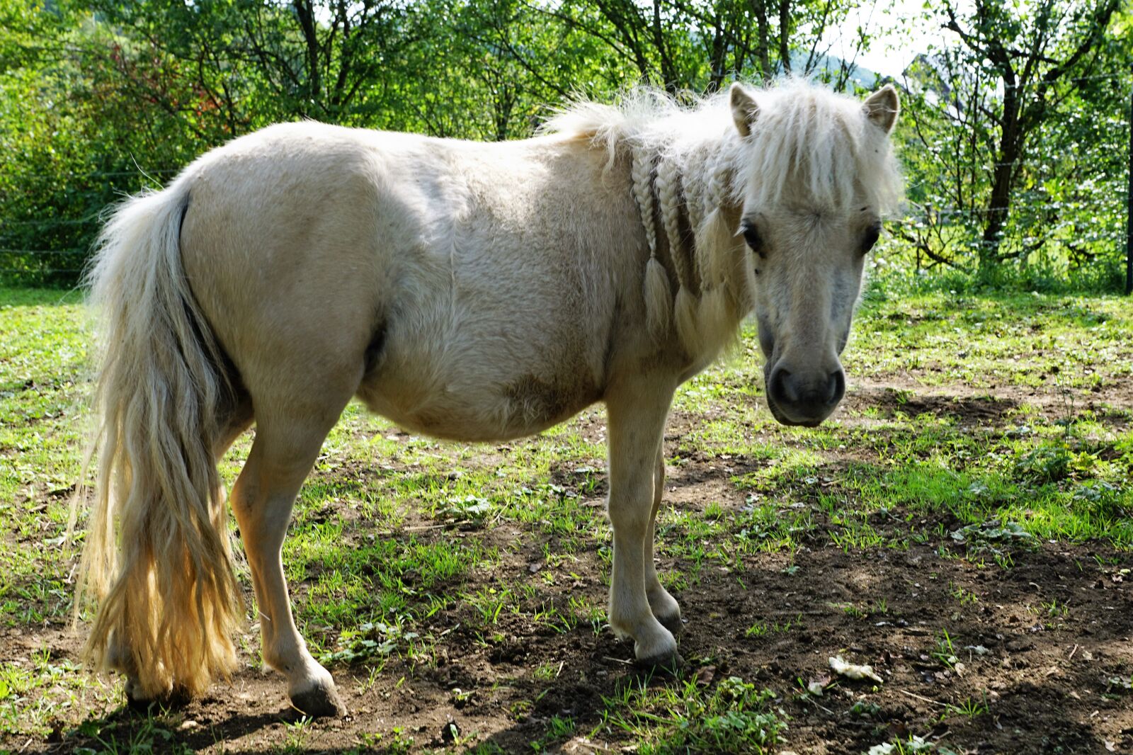 Sony ILCA-77M2 + Sony DT 16-50mm F2.8 SSM sample photo. Pony, horses, mold photography