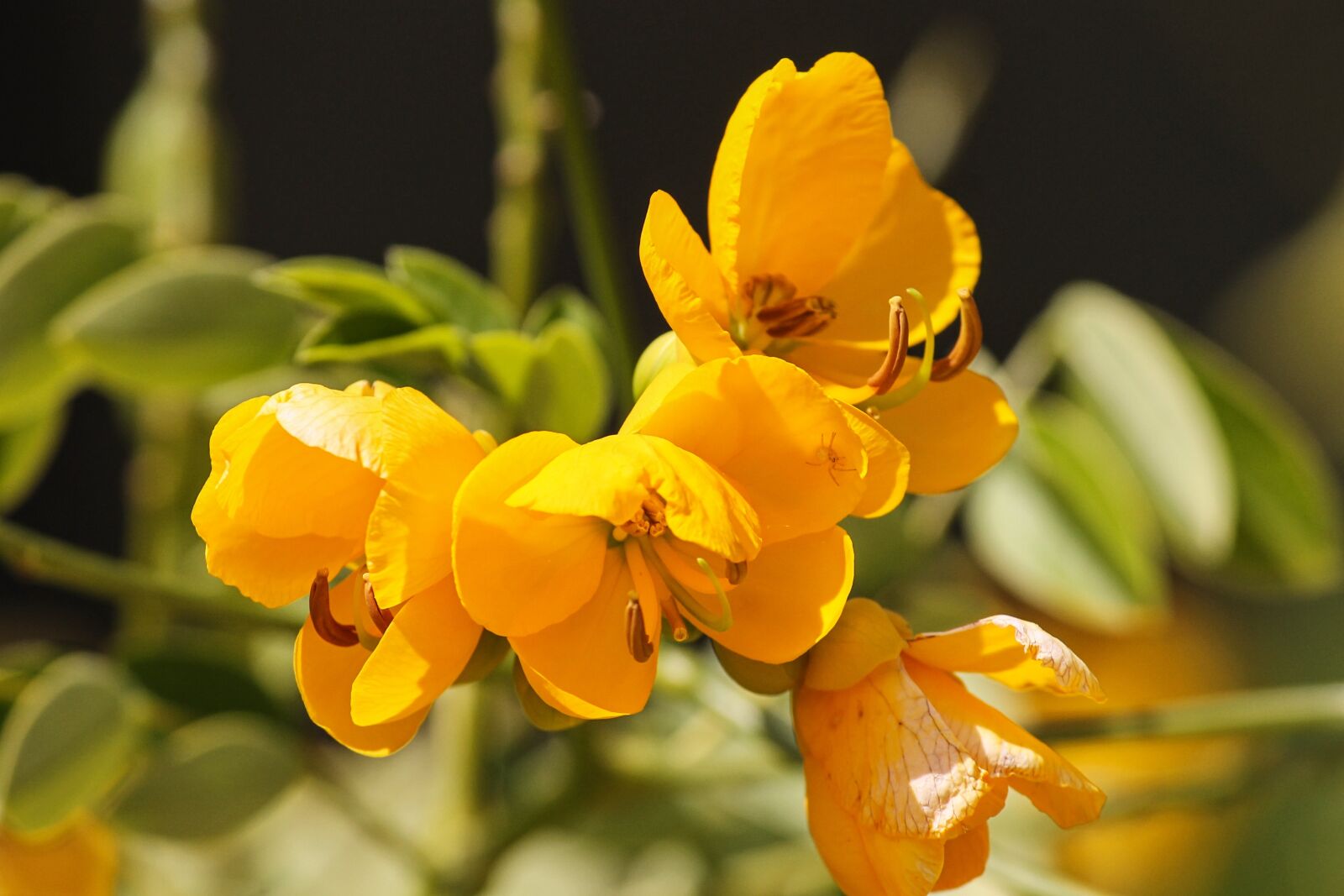 Canon EOS 1100D (EOS Rebel T3 / EOS Kiss X50) sample photo. Senna, smooth senna, senna photography