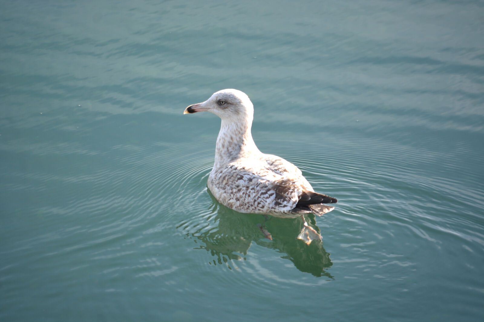 Nikon D5200 sample photo. Animalier, eau, faune, goeland photography
