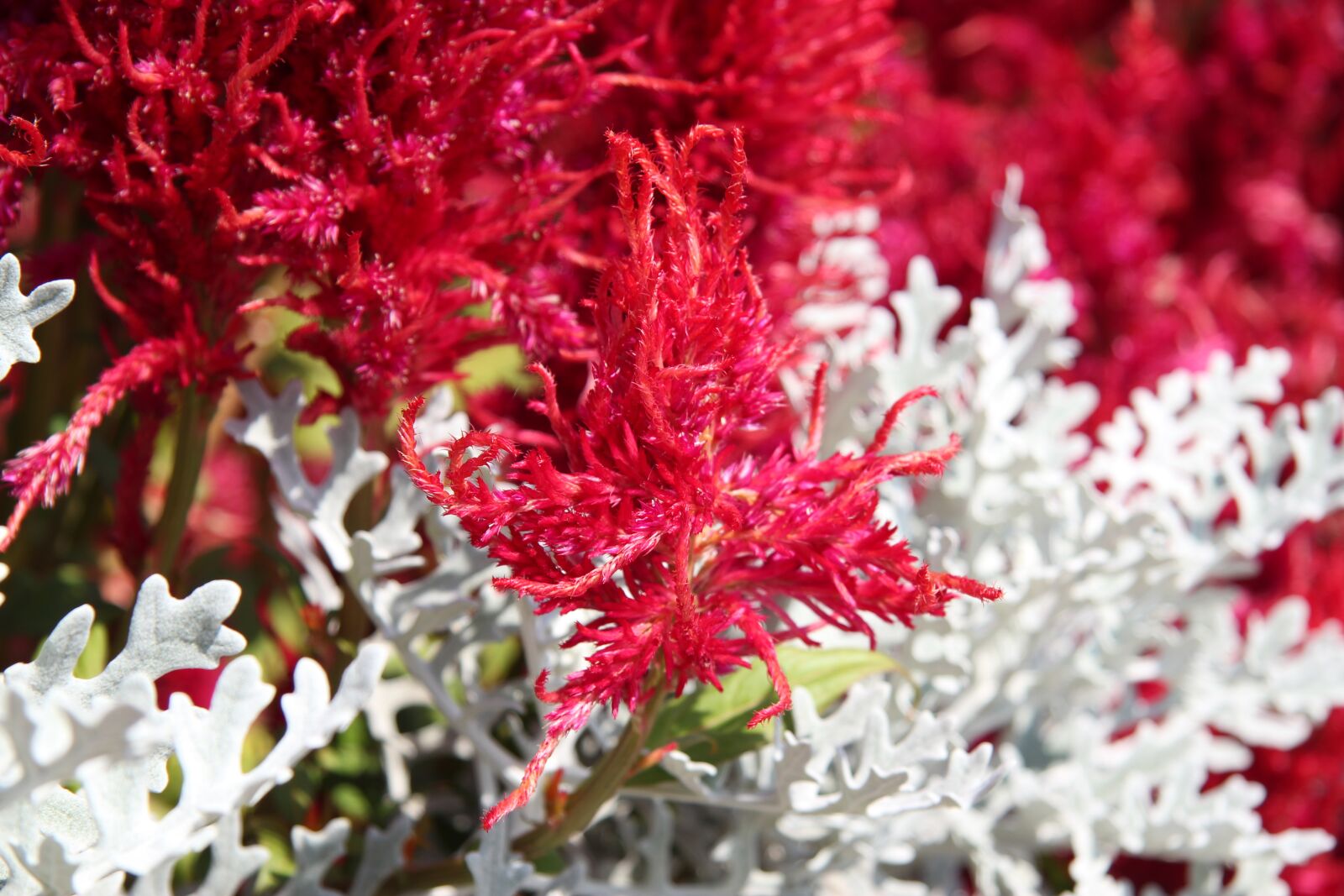 Canon EOS 550D (EOS Rebel T2i / EOS Kiss X4) sample photo. Astilbe, flowers, gardens photography