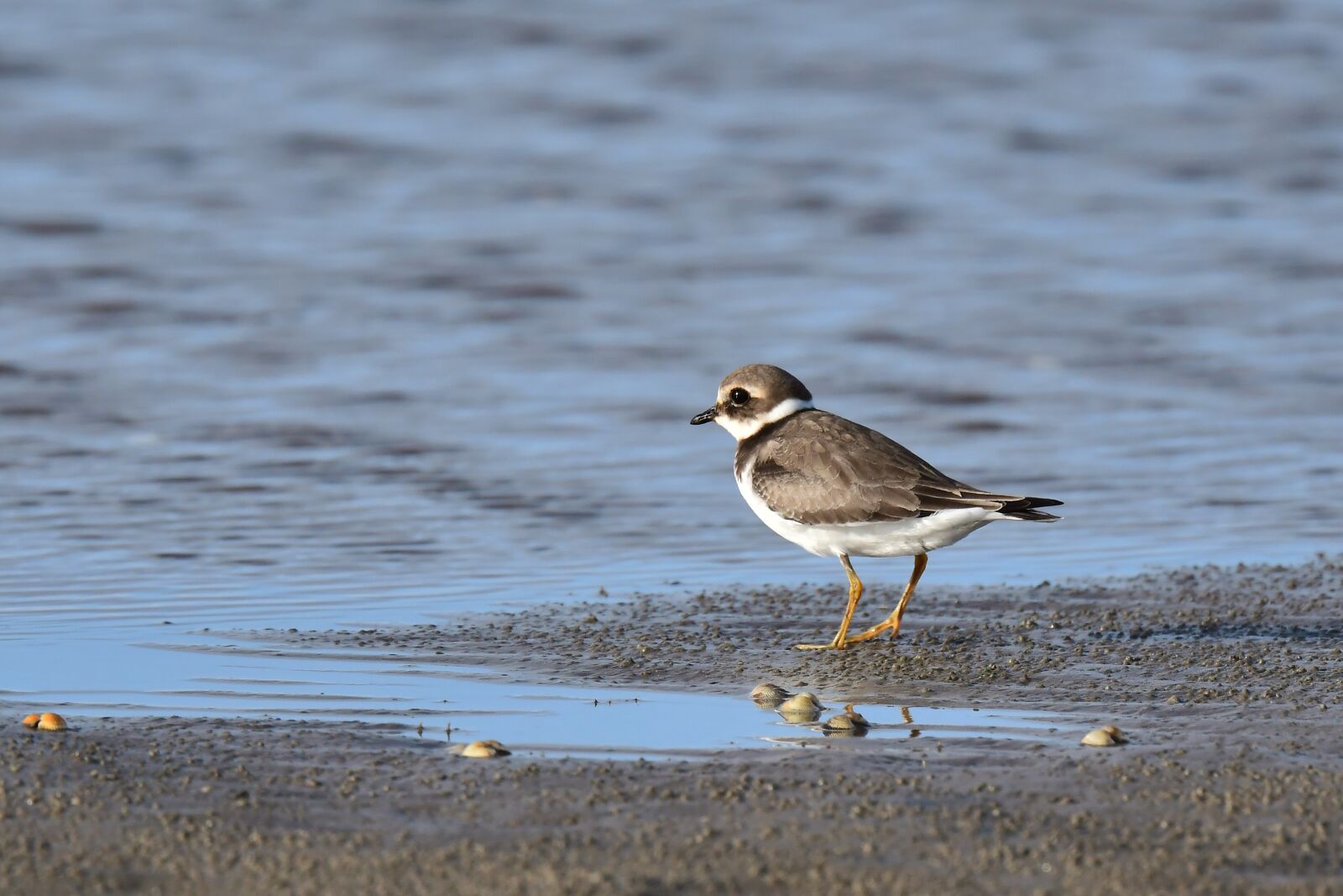 Nikon D500 sample photo. Ringed plover, bird, animal photography