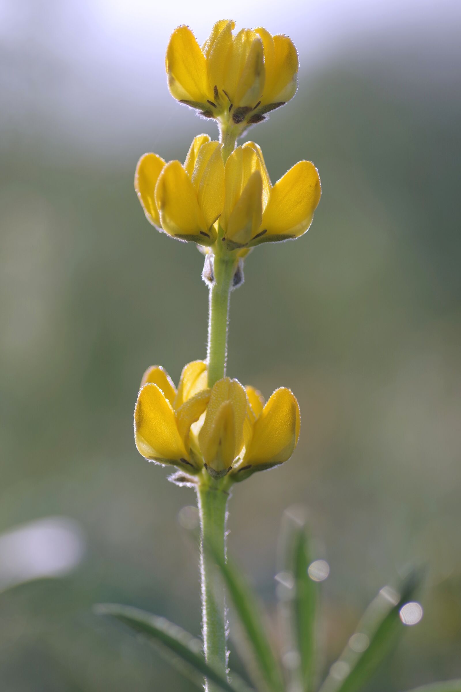 Pentax K-S2 sample photo. Flower, yellow, meadow photography