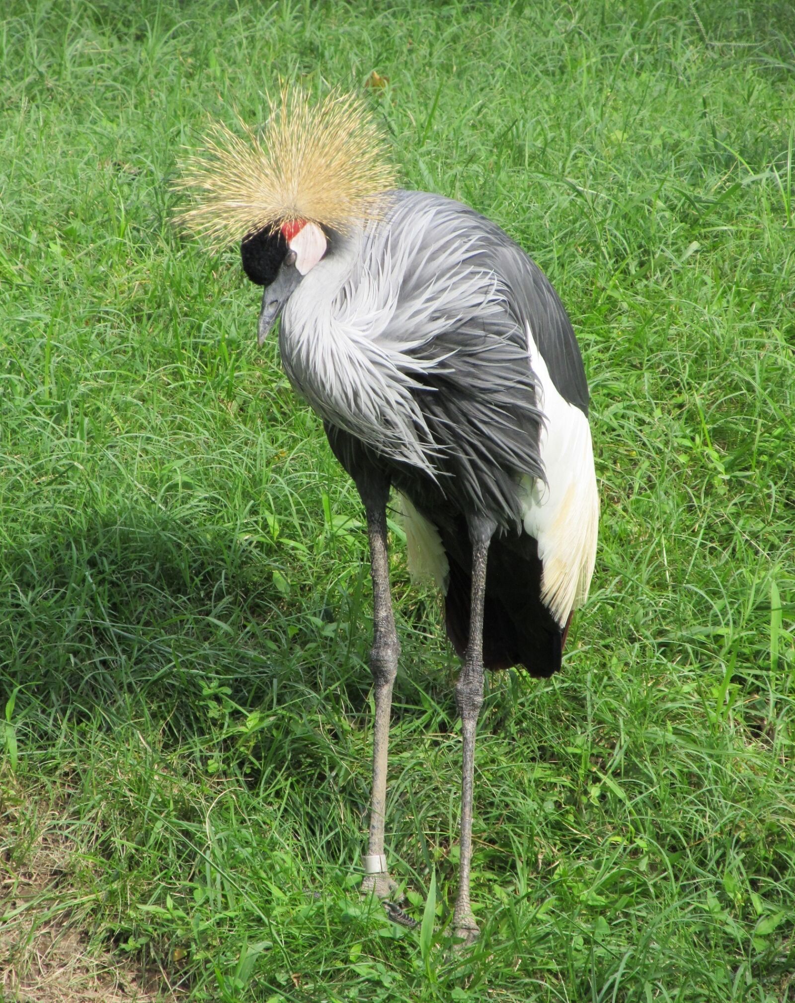 Canon PowerShot SX130 IS sample photo. Crowned crane, close up photography