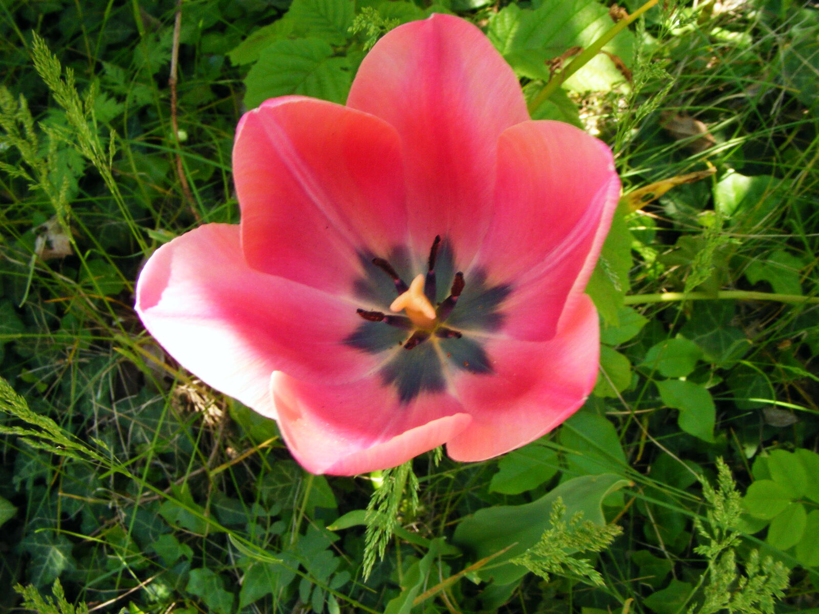 Fujifilm FinePix S5700 S700 sample photo