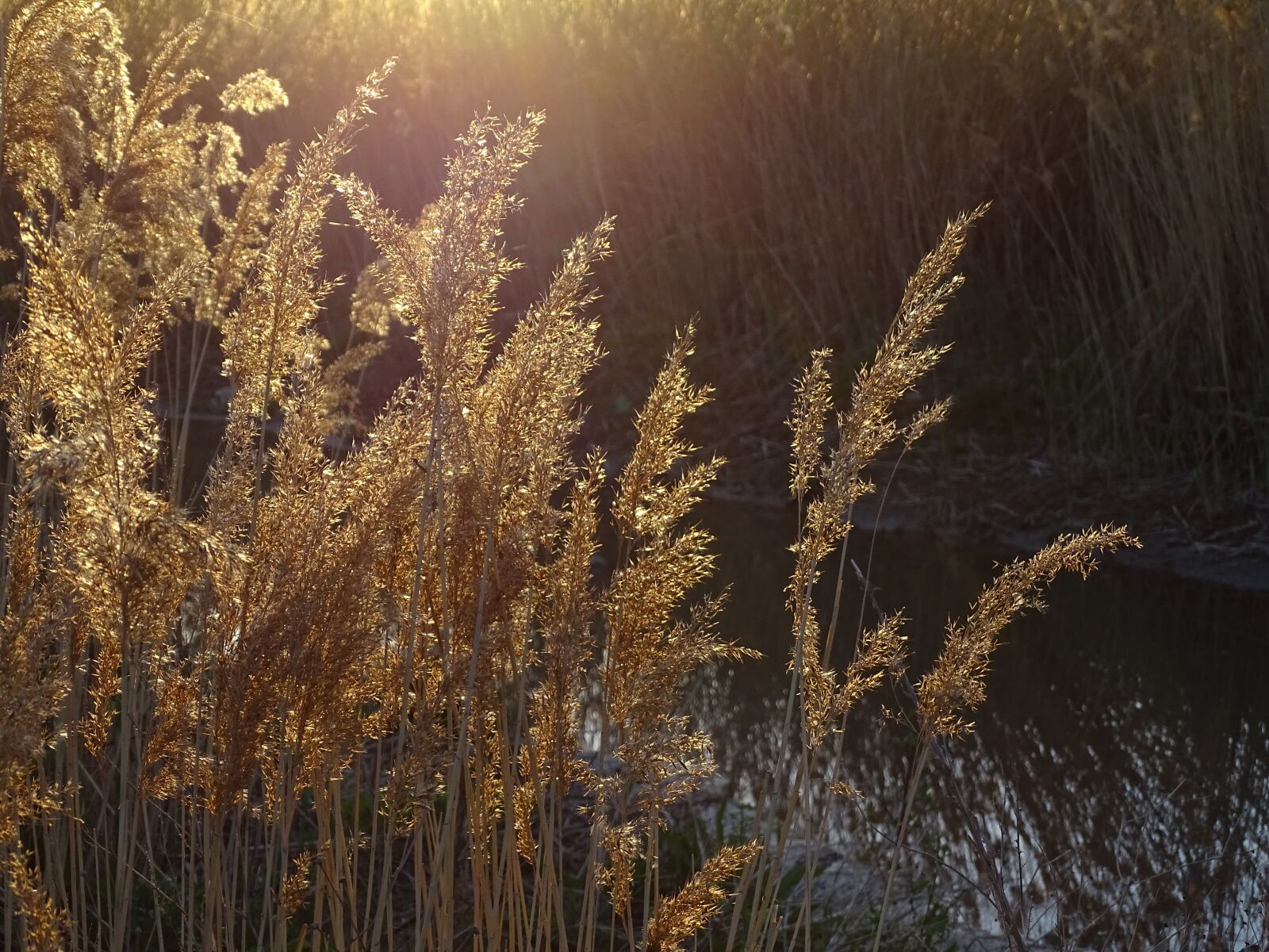 Sony Cyber-shot DSC-HX400V sample photo. Sunset, grass, evening photography