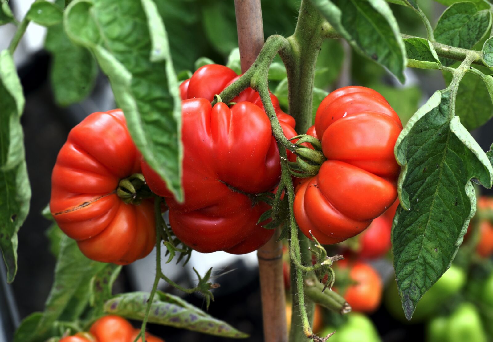 Nikon D5500 sample photo. Tomatoes, fruit, ripe photography
