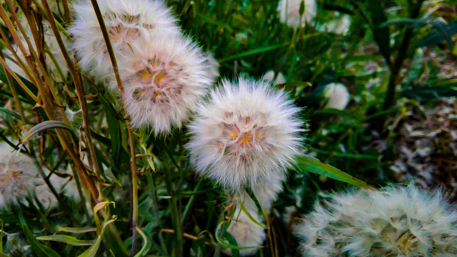 HUAWEI P8 Lite sample photo. Artificial, flowers, beautiful, flowers photography