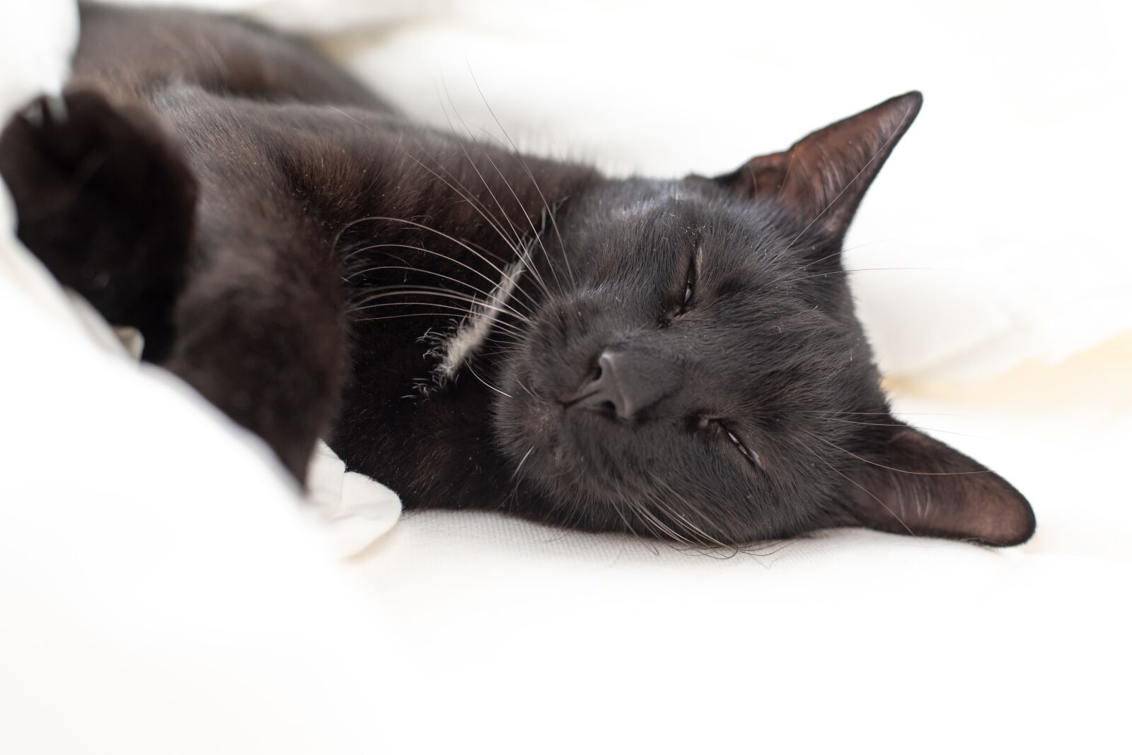 Nikon D750 sample photo. Kitten, cat, black cat photography