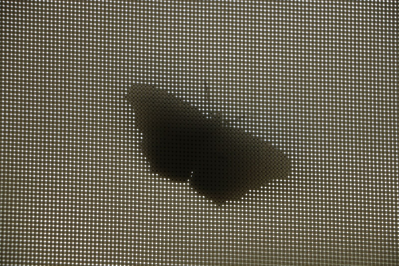 Canon EOS 70D sample photo. Butterfly, silhouette, shadow photography