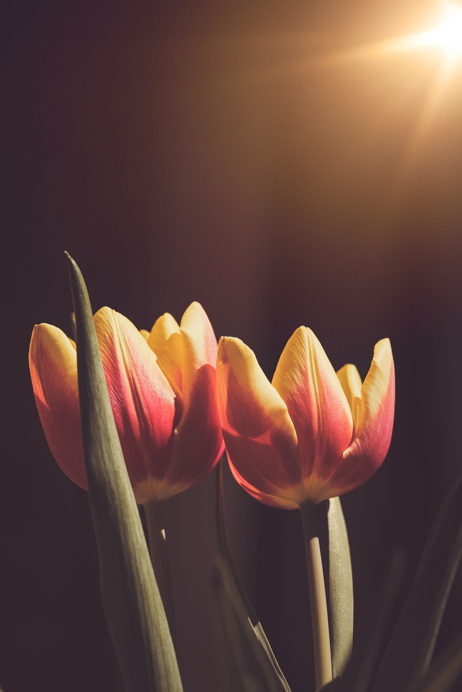 Nikon D750 sample photo. Tulips, flowers, orange photography