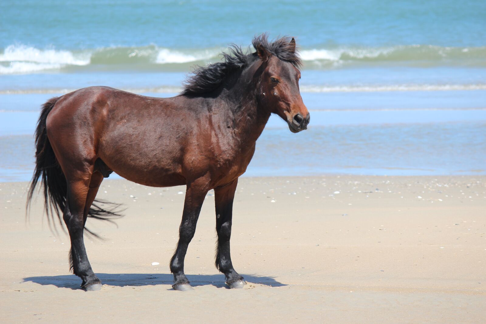 Canon EOS 600D (Rebel EOS T3i / EOS Kiss X5) sample photo. Horse, corolla, north carolina photography