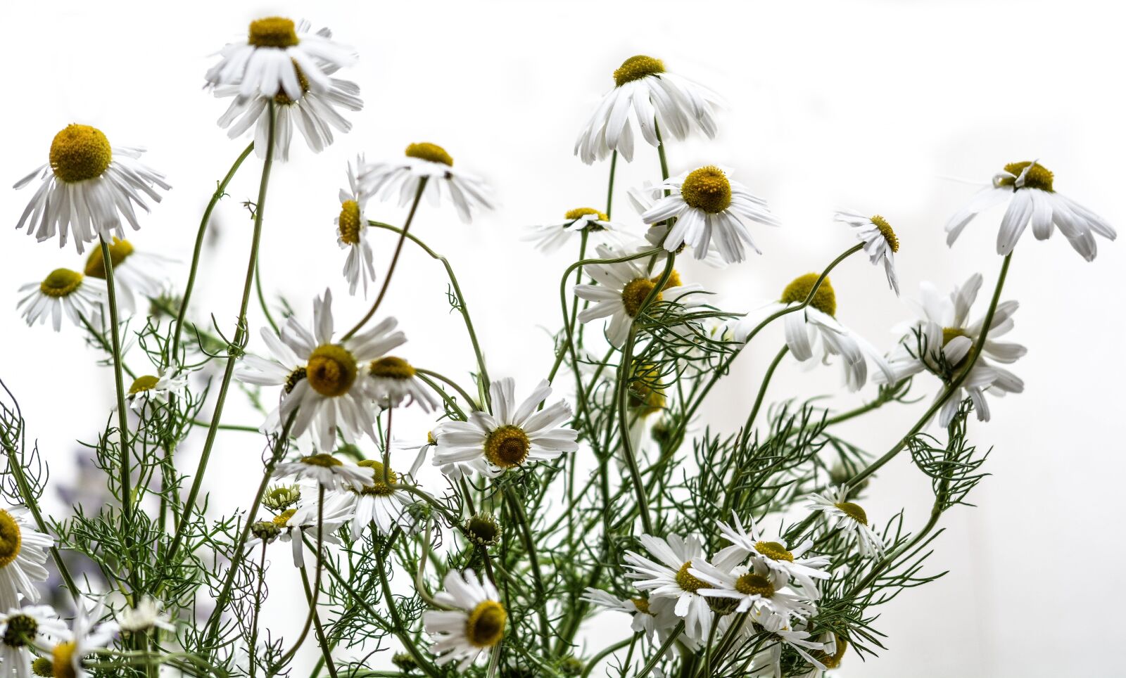 Nikon D5200 sample photo. Chamomile, flowers, nature photography