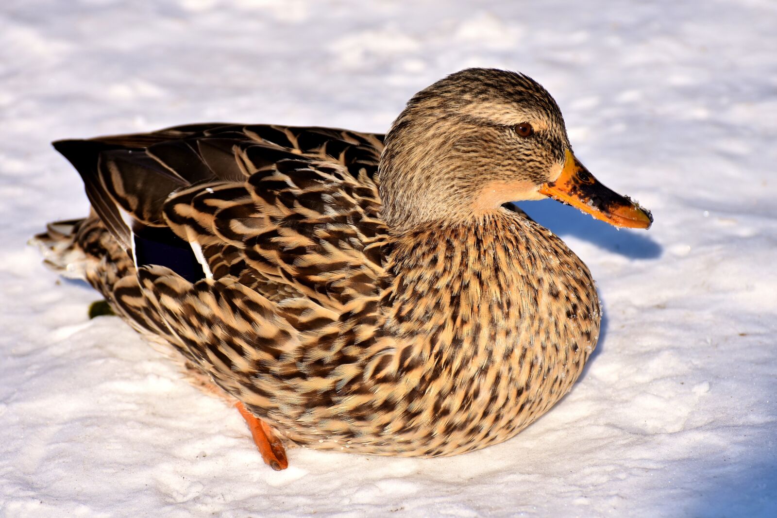 Nikon D7200 sample photo. Duck, mallard, snow photography