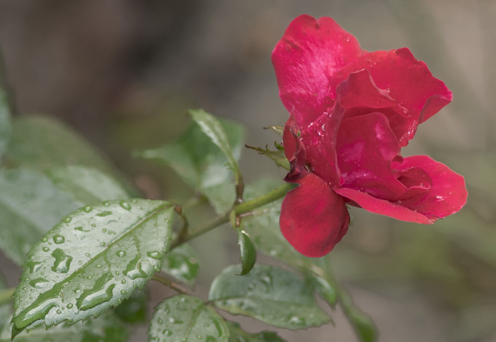 Nikon D5300 sample photo. Nature, flower, plant photography