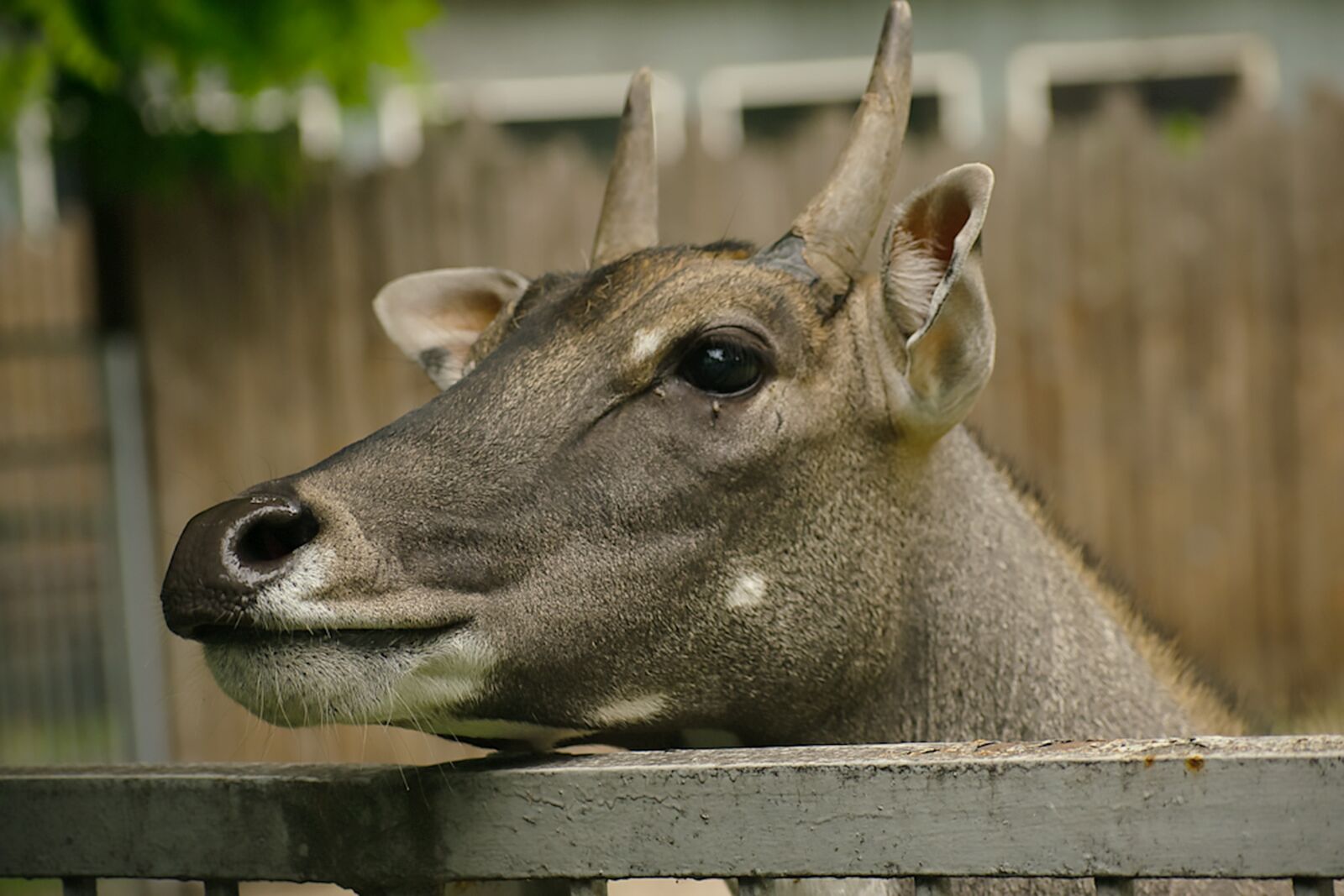 Nikon D5300 sample photo. Roe, deer, roe deer photography