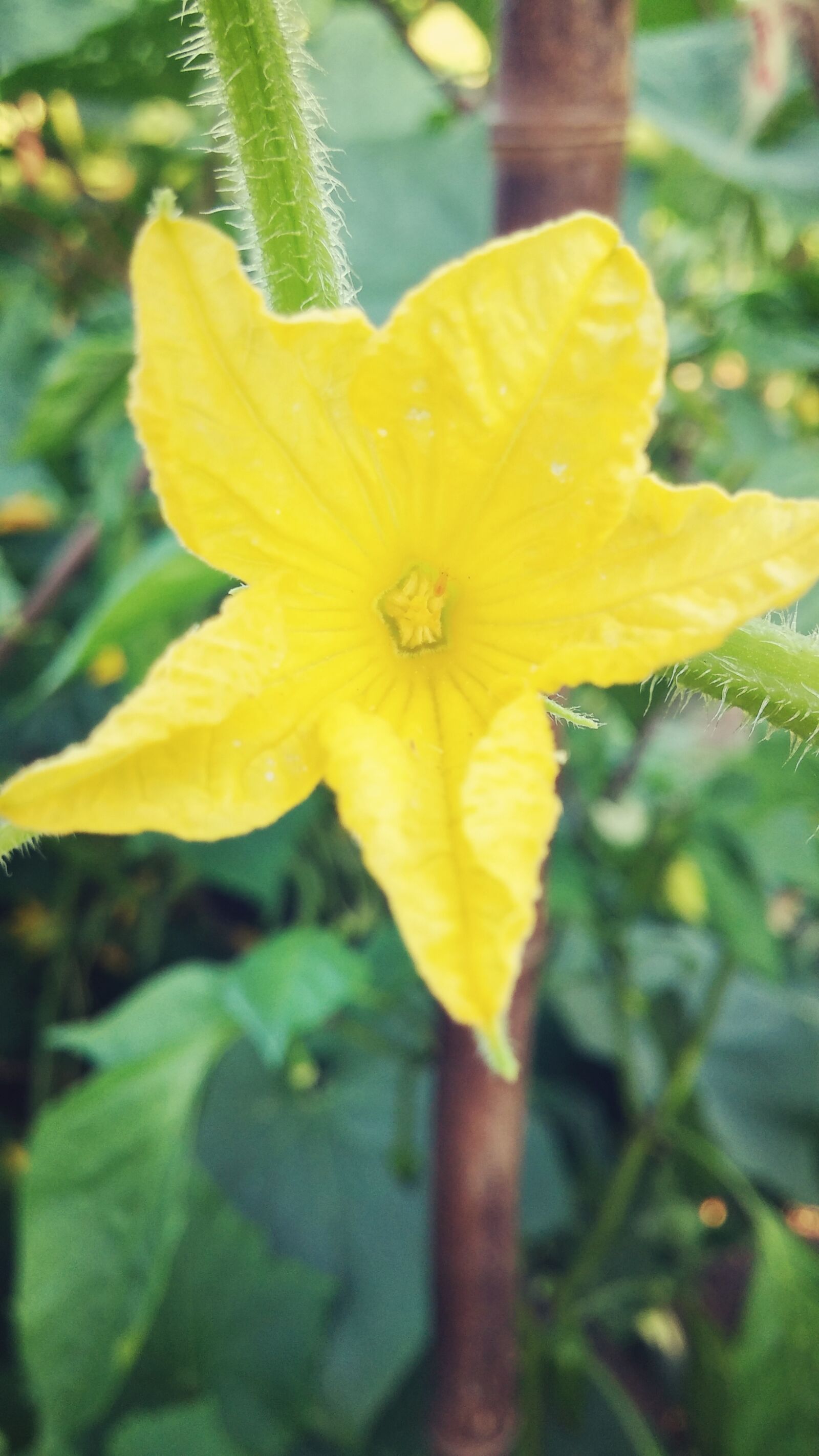 LG G3 sample photo. Flower, yellow, zucchini photography