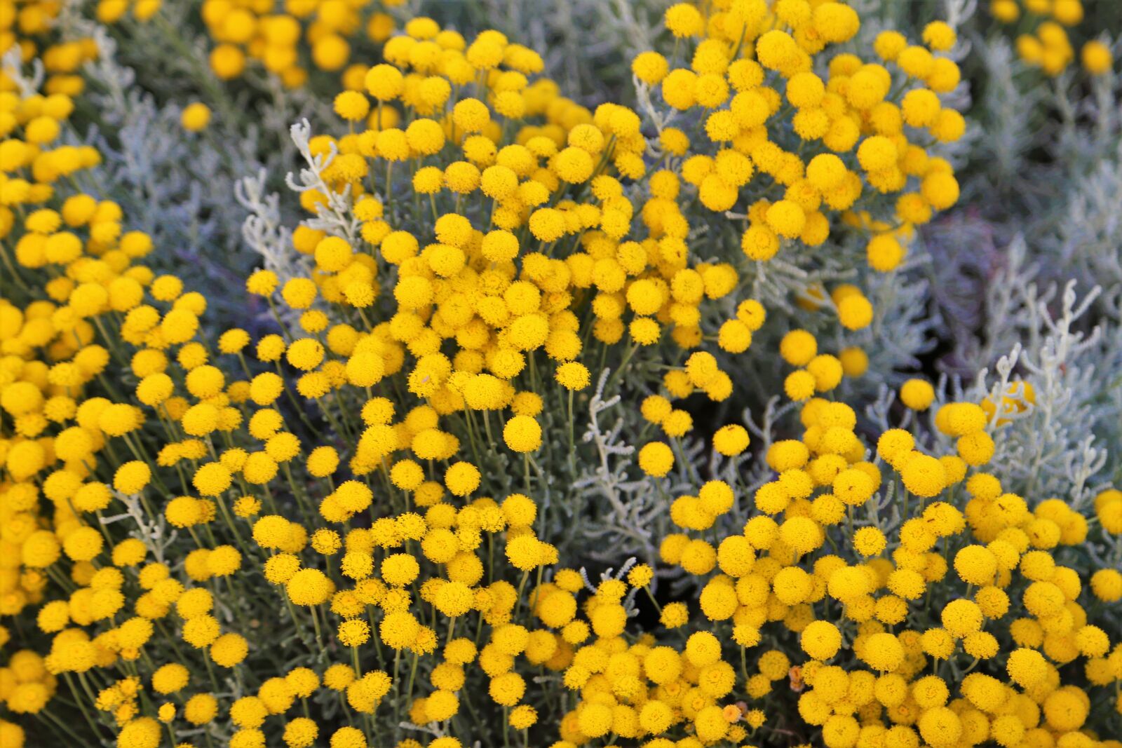 Canon EOS 6D + Canon EF 24-105mm F4L IS USM sample photo. Flowers, spring, yellow photography