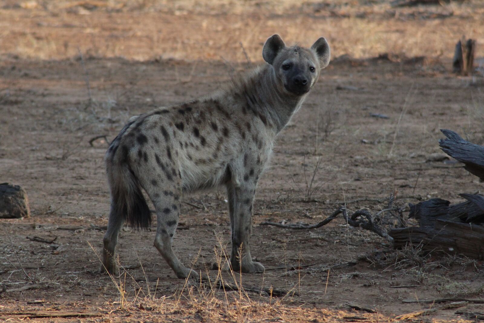 Canon EOS 1200D (EOS Rebel T5 / EOS Kiss X70 / EOS Hi) sample photo. Hyena, nature, safari photography