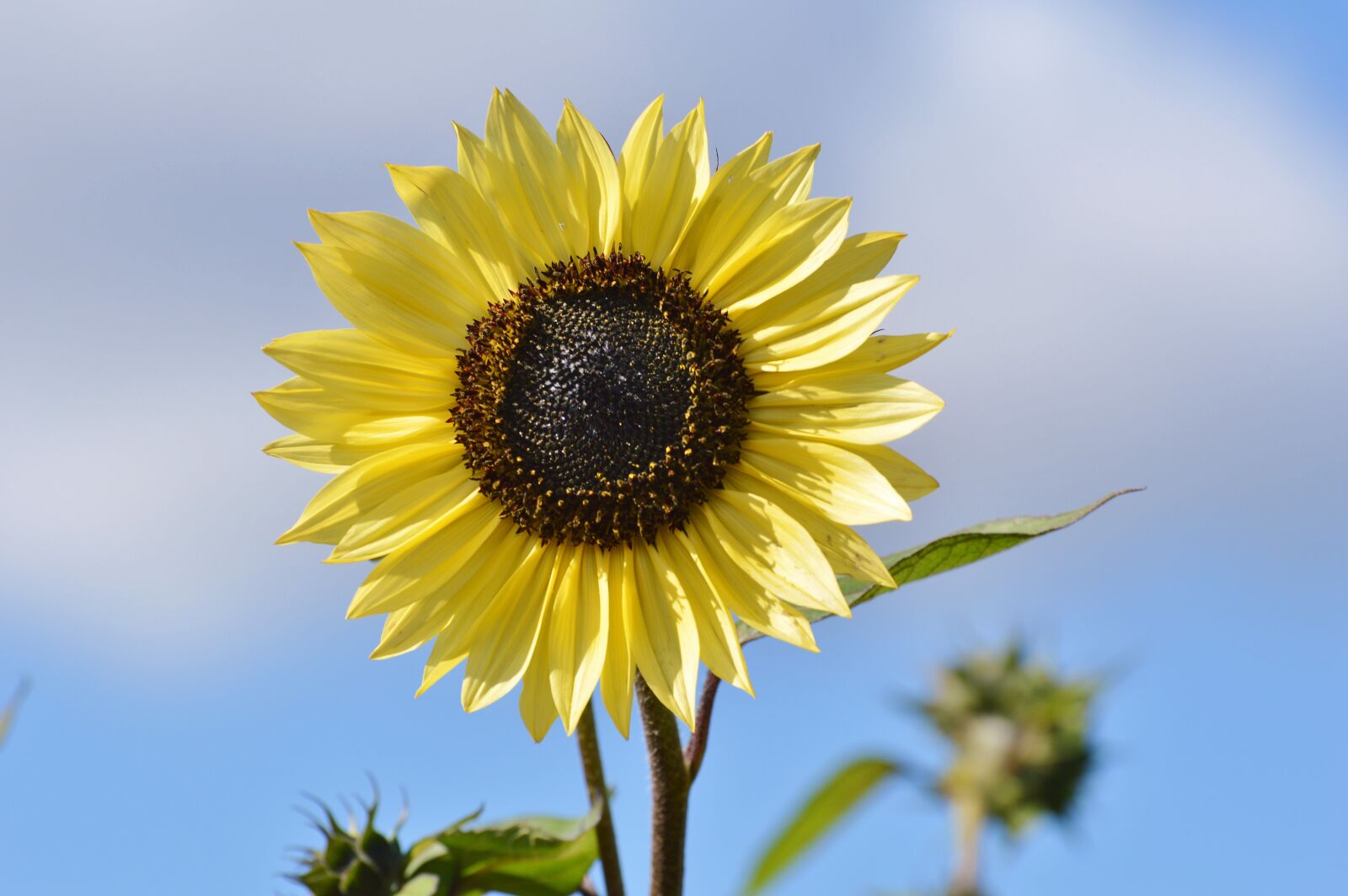 Nikon D3200 sample photo. Sunflower, flower, bloom photography