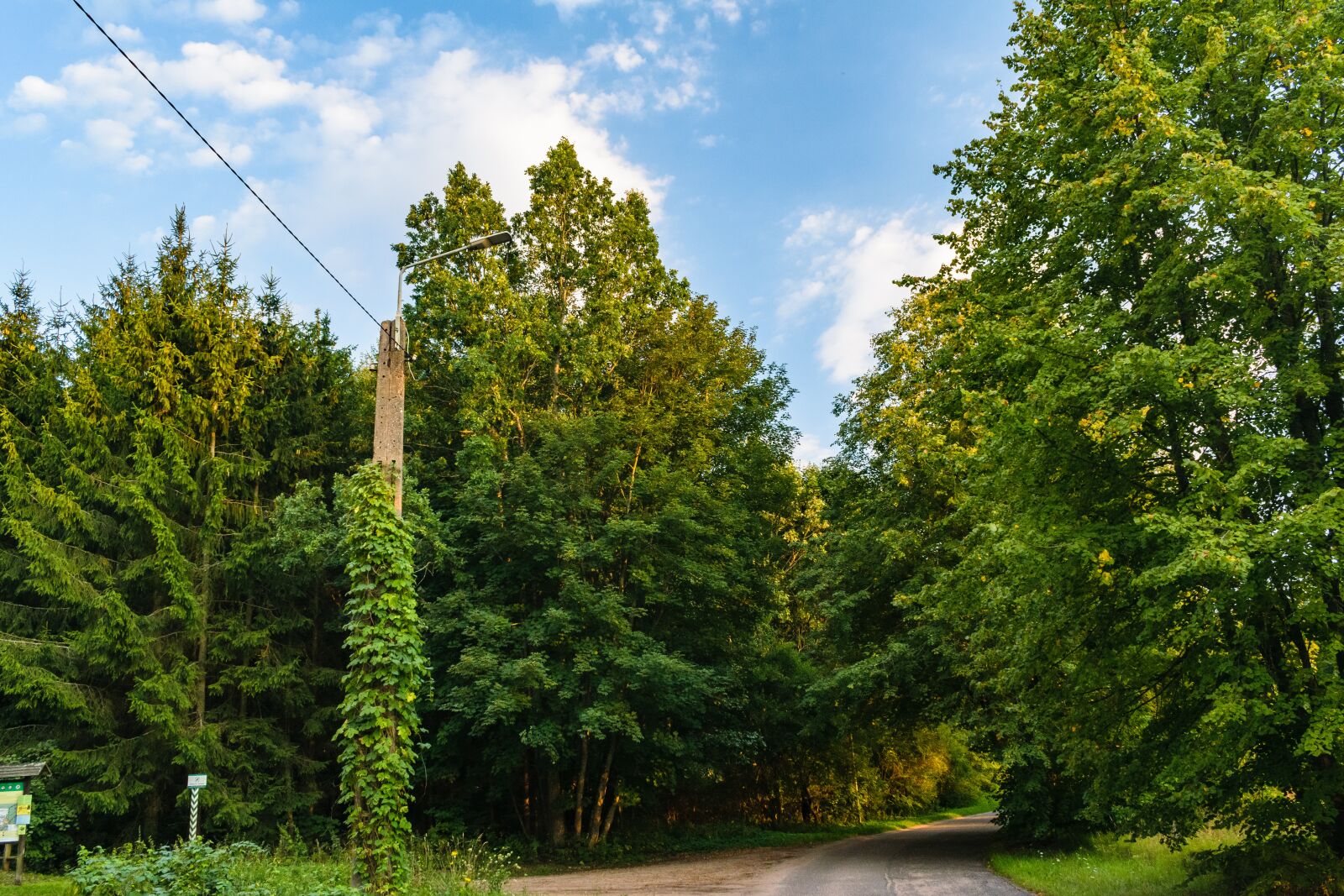 Nikon D5300 sample photo. Pole, lantern, ivy photography