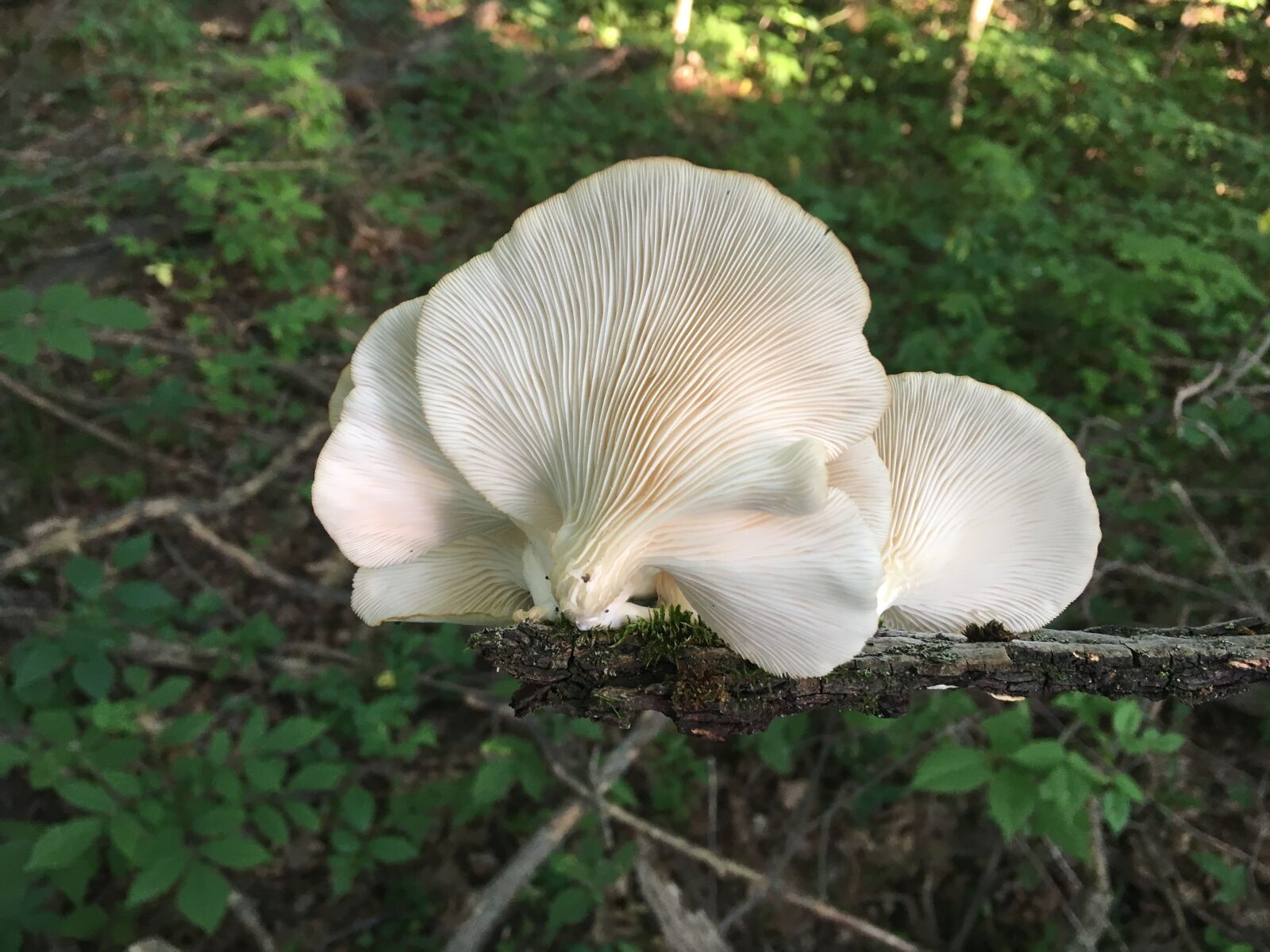 Apple iPhone SE sample photo. Oyster mushrooms, fungi, fungus photography