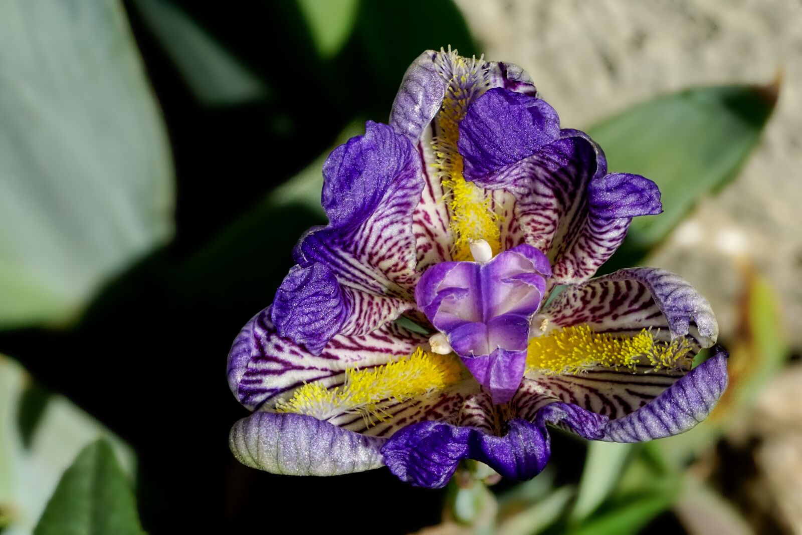 Sony a6000 + Sony FE 90mm F2.8 Macro G OSS sample photo. Flower, nature, plant photography