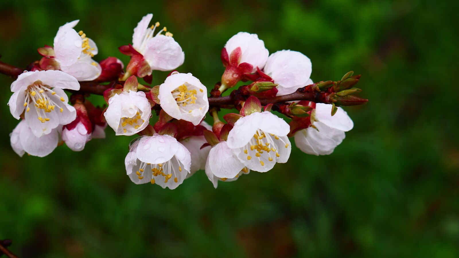Panasonic DMC-G70 sample photo. Flower, plant, nature photography