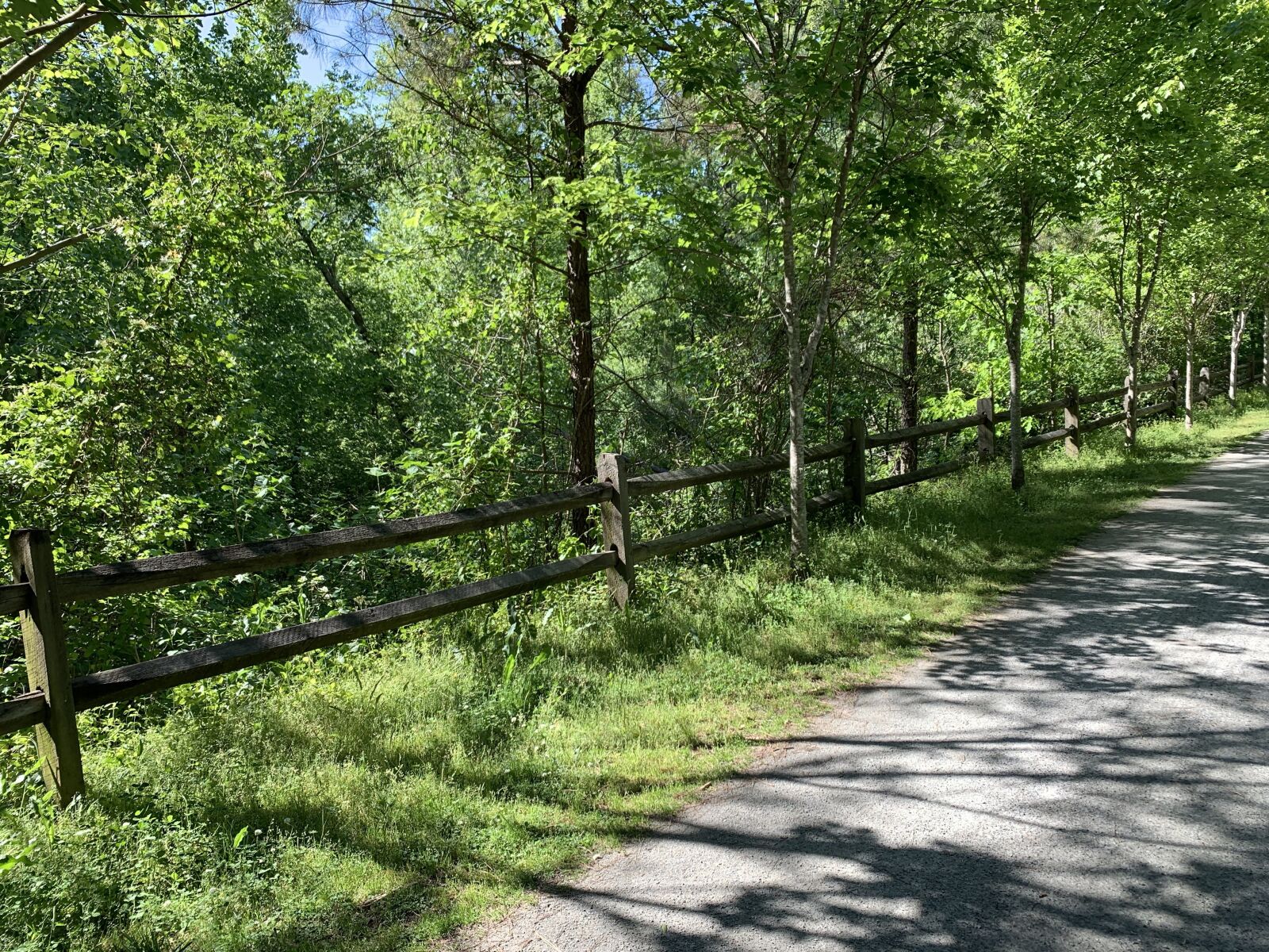 iPhone XS back dual camera 4.25mm f/1.8 sample photo. Trees, trail, natural photography