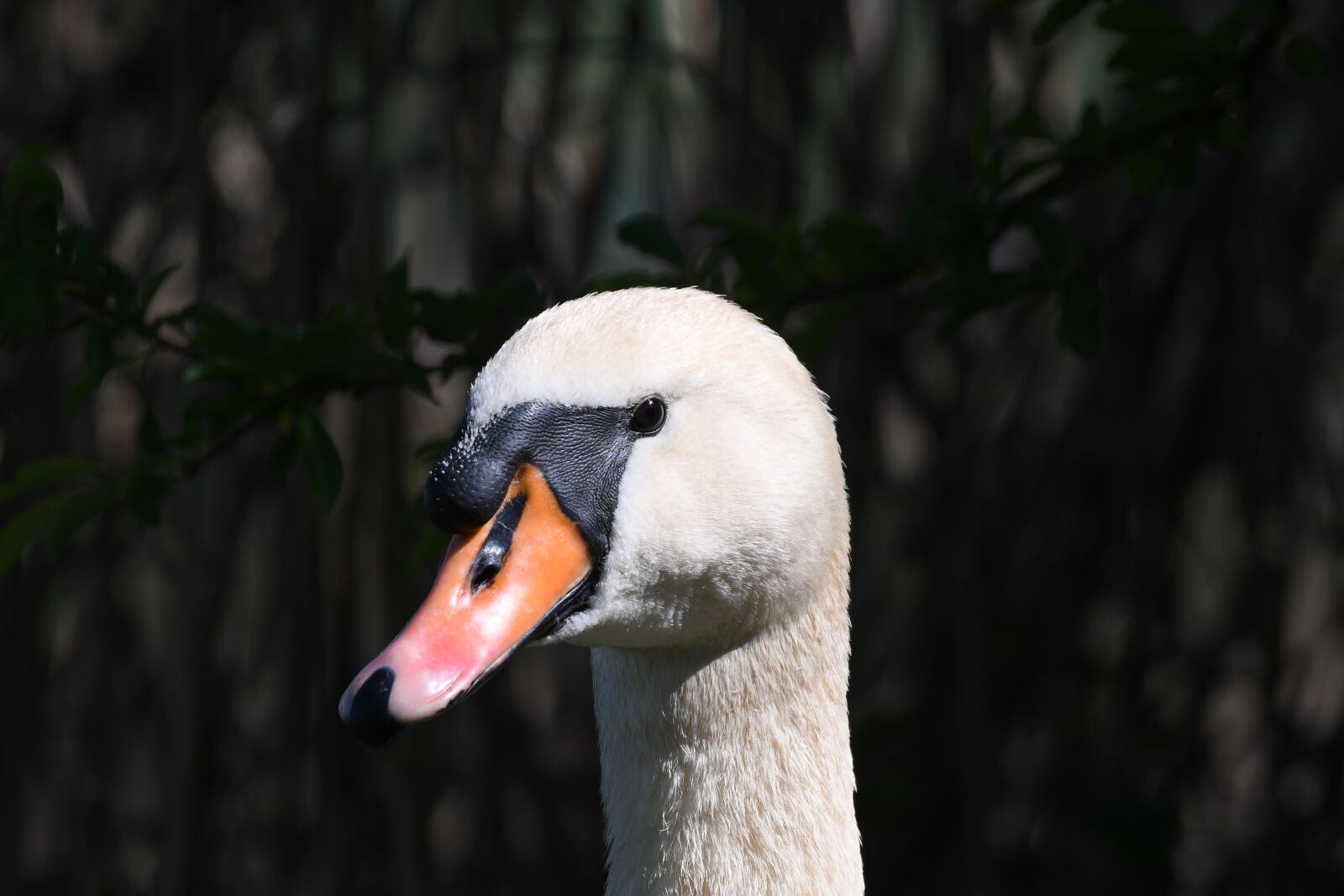 Nikon D500 sample photo. Swan, bird, nature photography