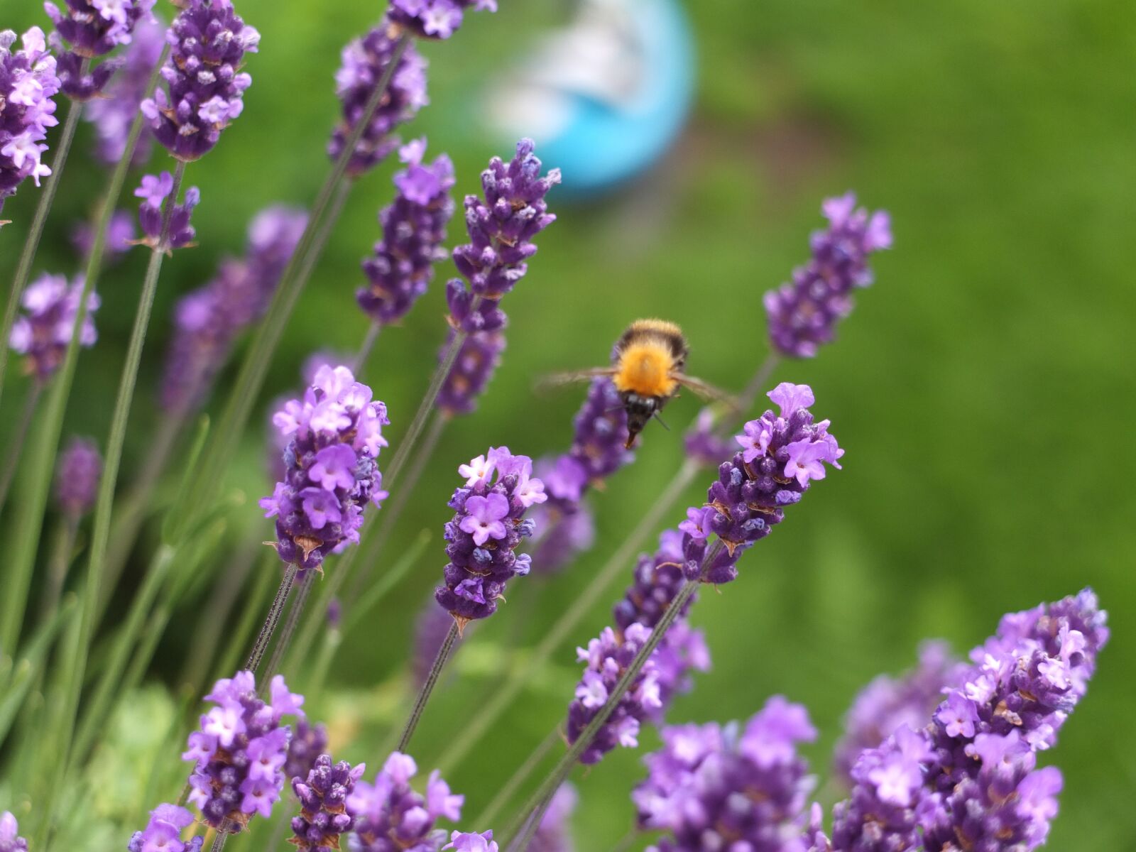 Fujifilm X10 sample photo. Bumblebee, bee, insect photography