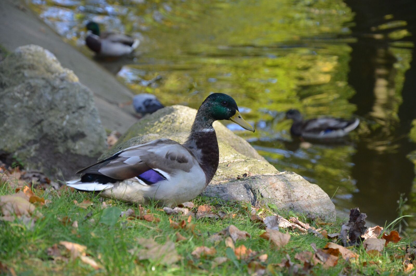 Nikon D5100 sample photo. Duck, park, water photography