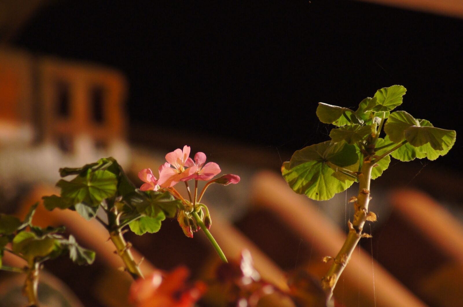 Sony SLT-A55 (SLT-A55V) sample photo. Night, landscapes, finlandia photography