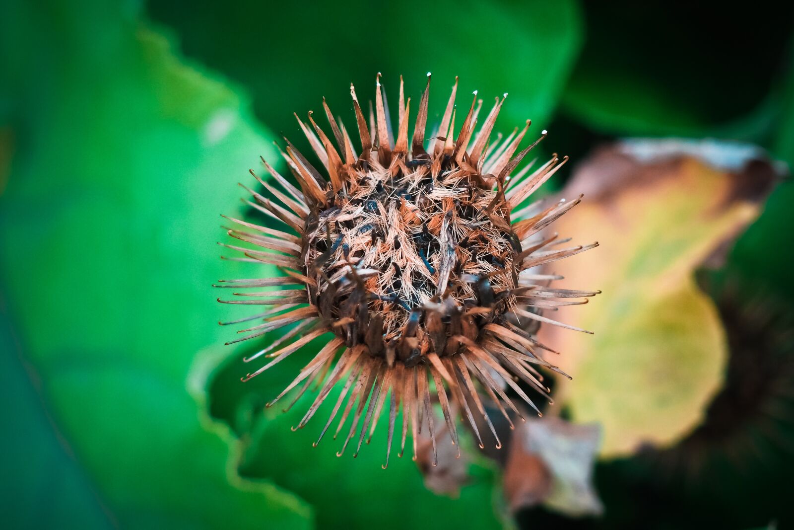 Olympus OM-D E-M10 sample photo. Thistle, plant, nature photography