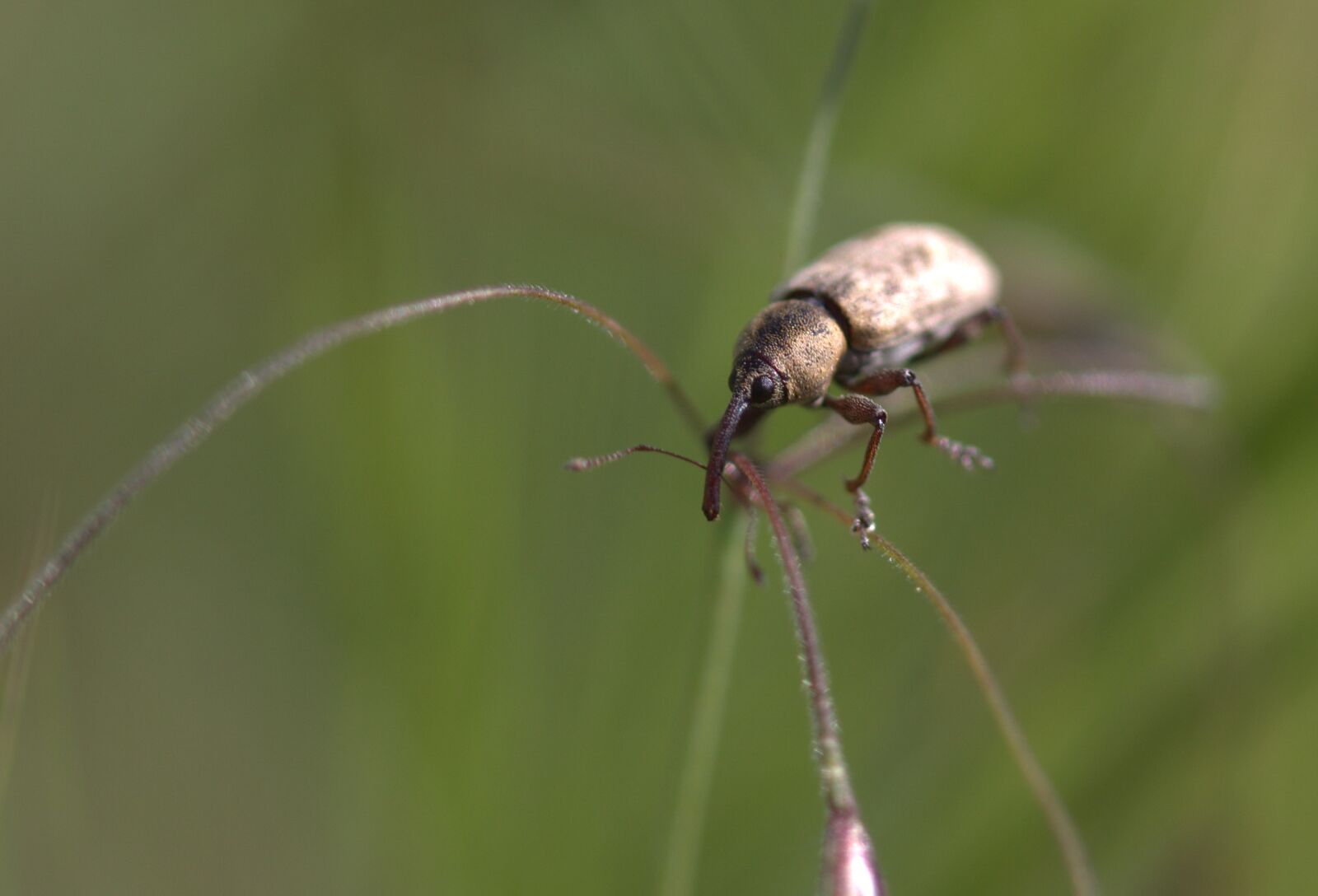 Canon EOS 700D (EOS Rebel T5i / EOS Kiss X7i) sample photo. Carabus, insecta, climb photography
