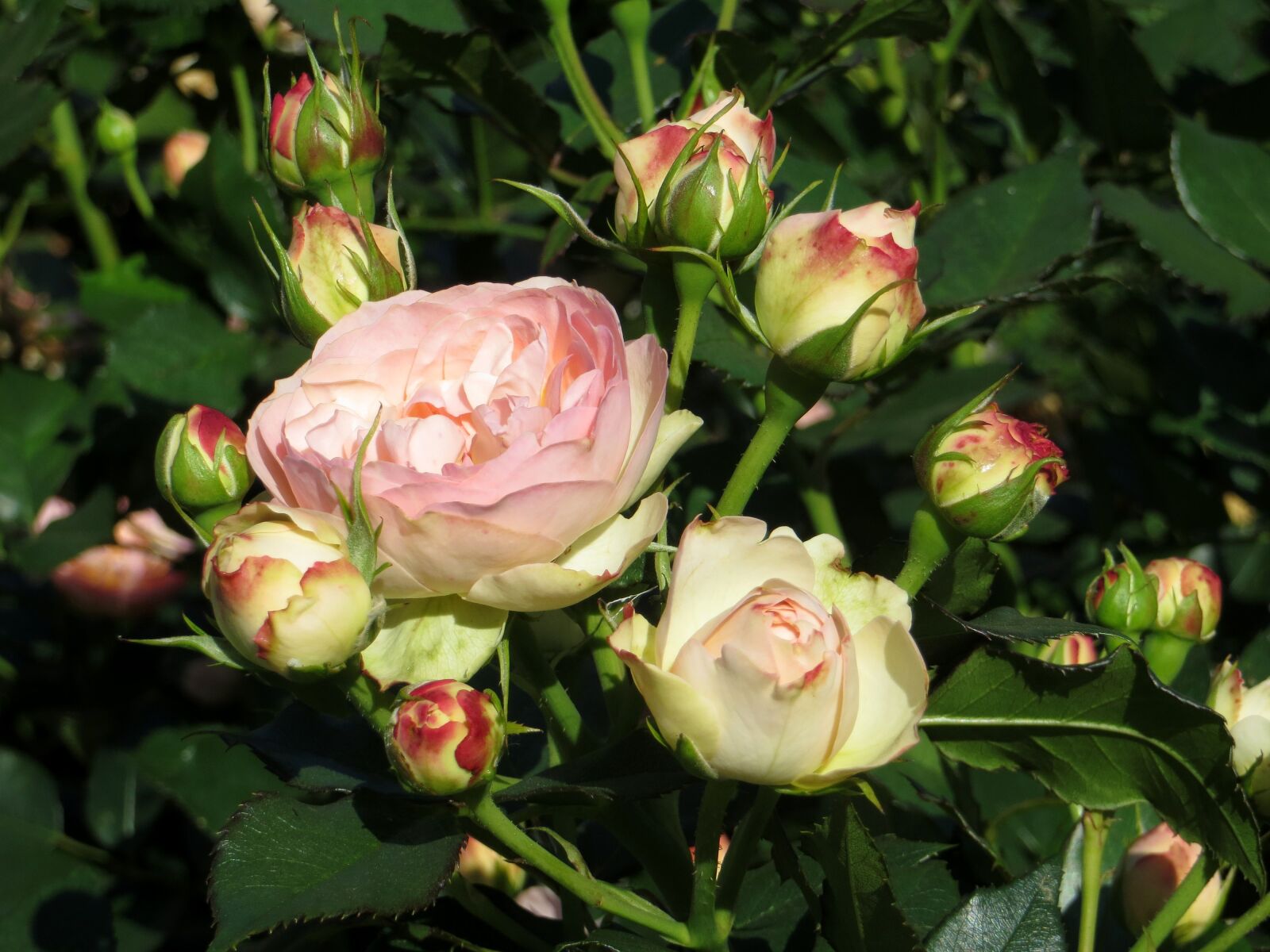 Canon PowerShot SX240 HS sample photo. Roses, pink, yellow photography