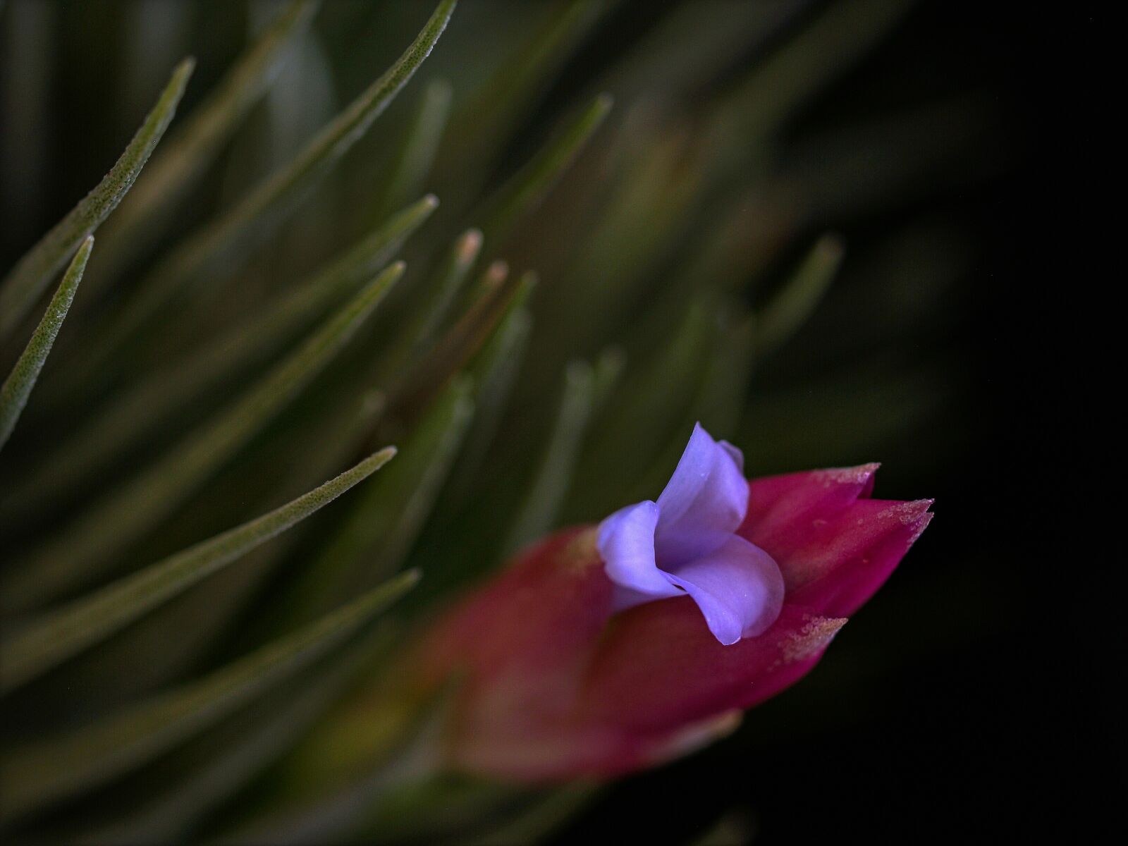 Olympus E-500 (EVOLT E-500) sample photo. Flower, sukulent, retail photography