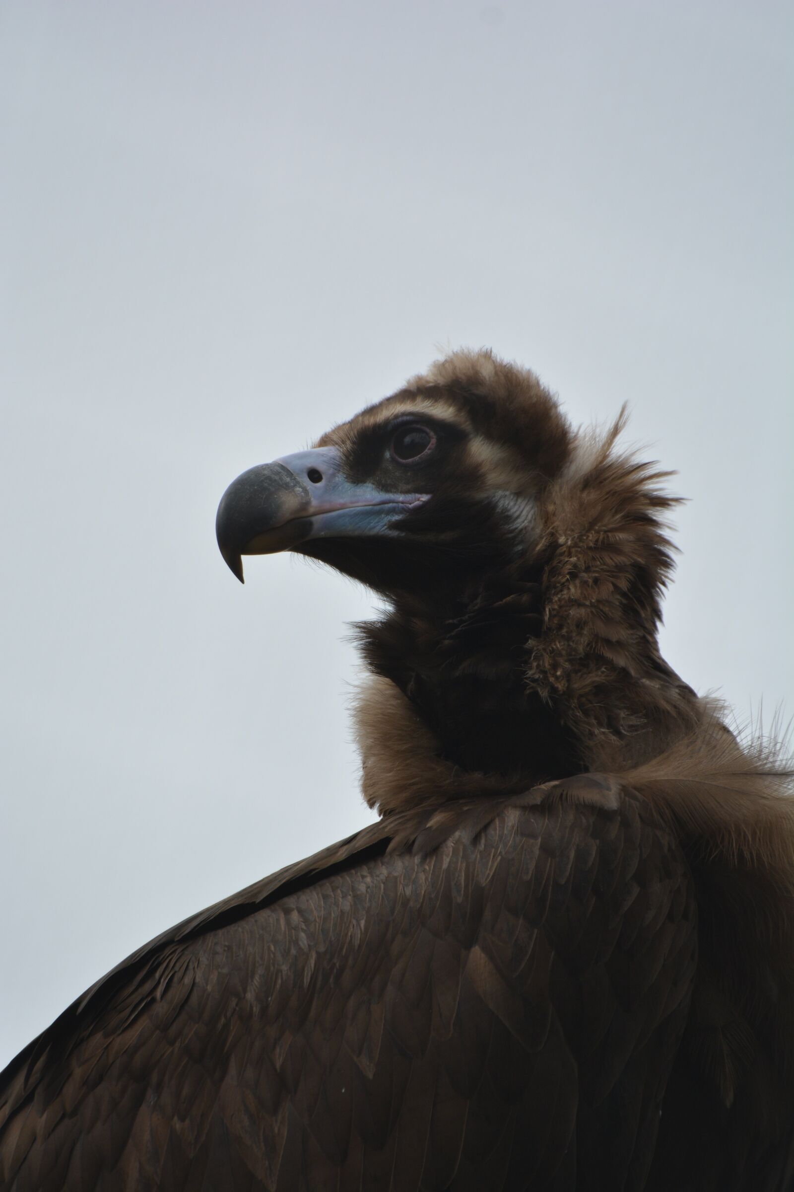 Nikon D5200 sample photo. Vulture, bird, bird of photography