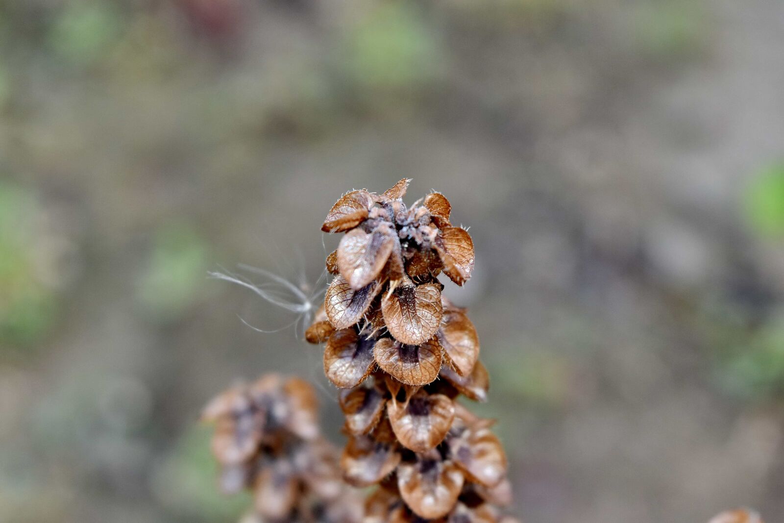 Nikon D5500 sample photo. Basil, close-up, details, dry photography