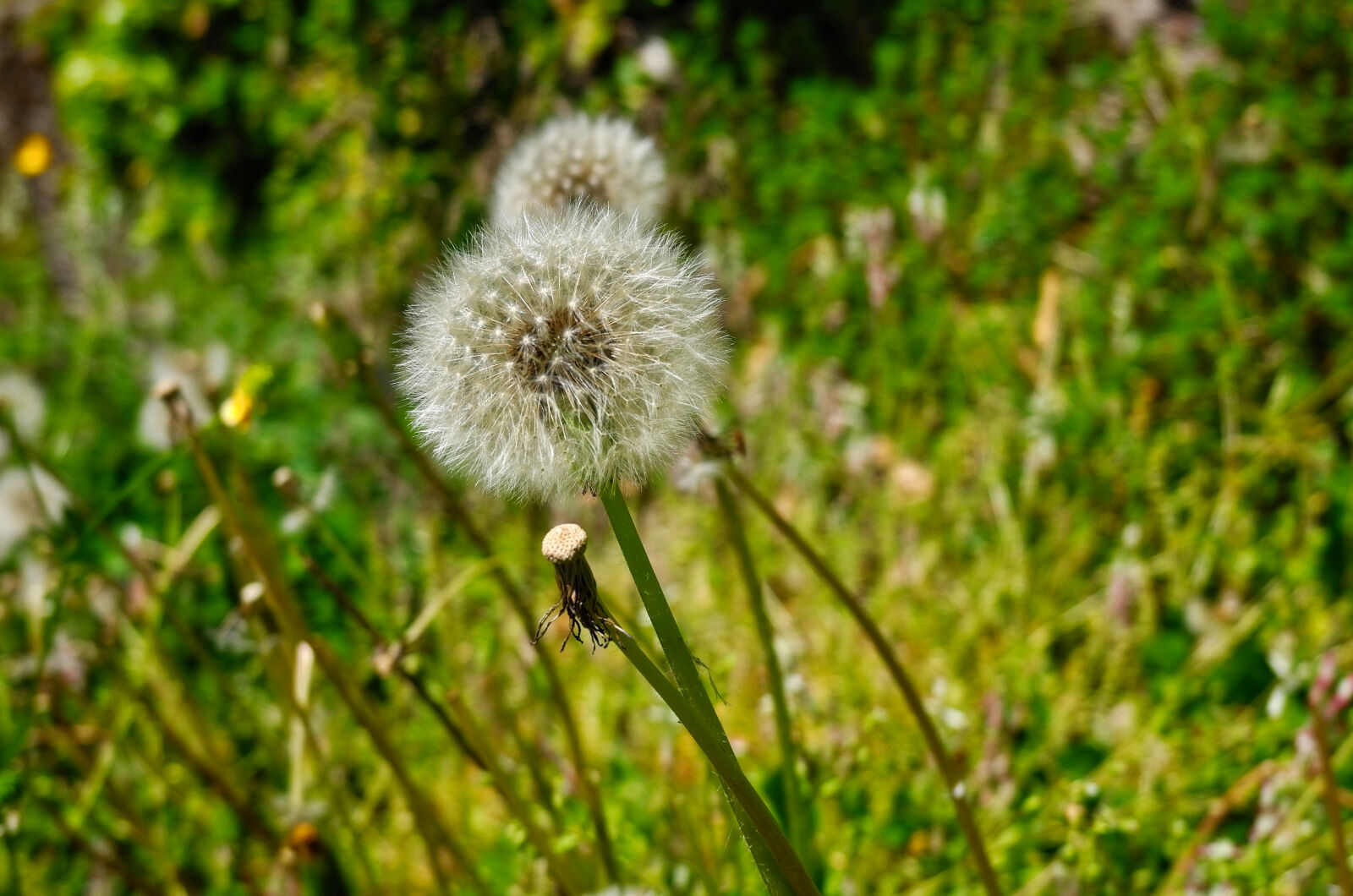 Leica X Vario sample photo. Dandelion, grass, nature, spring photography