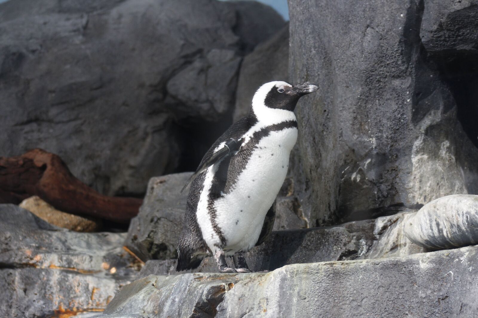 Canon EF 75-300mm f/4-5.6 USM sample photo. Monterey aquarium, monterey, cali photography