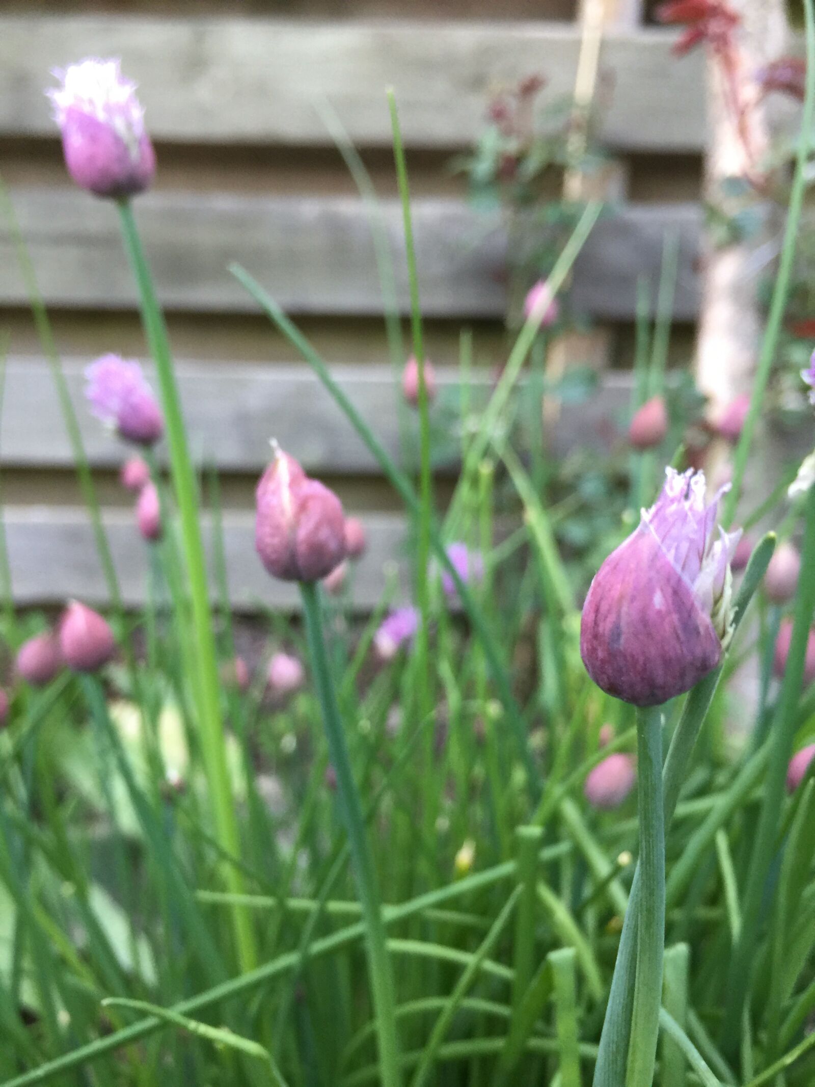 iPhone 6 Plus back camera 4.15mm f/2.2 sample photo. Chives, flower, purple photography