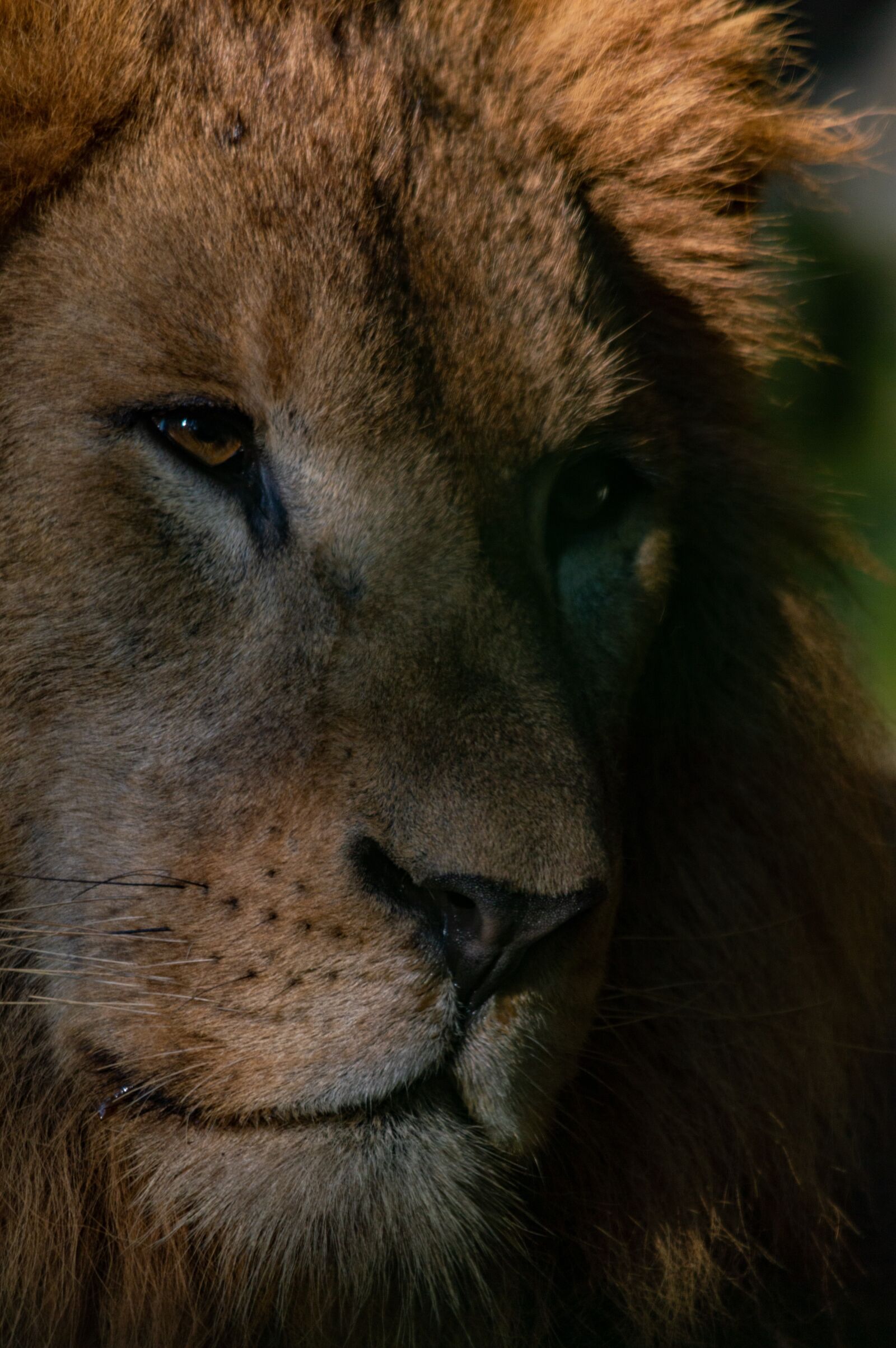 Nikon D3200 sample photo. Lion, mammal, animal photography