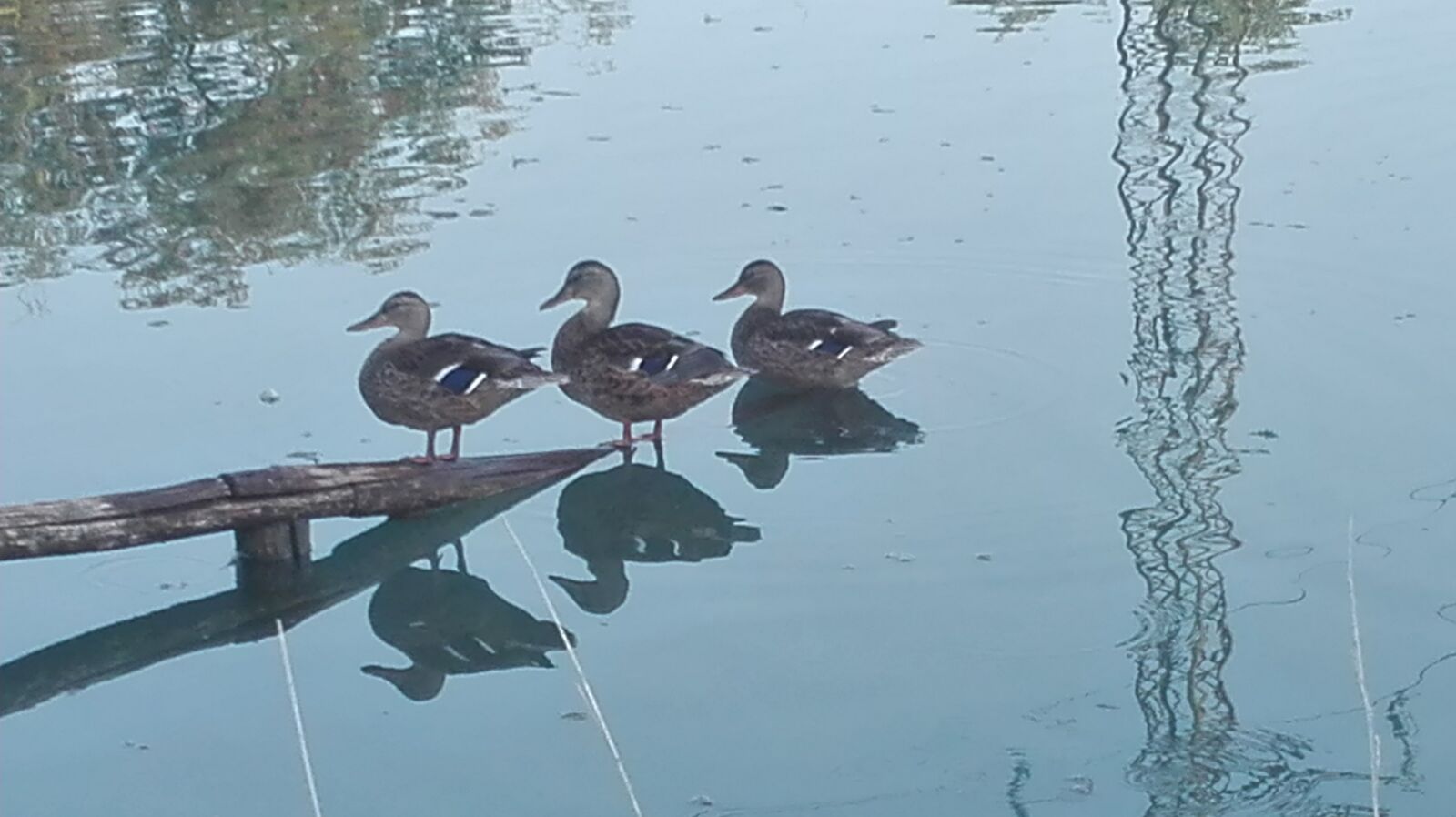 HUAWEI ALE-L21 sample photo. Lake, duck, geometry photography