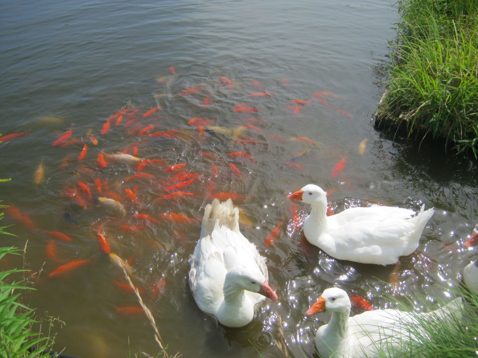 Canon PowerShot A495 sample photo. White geese, goldfish, pond photography