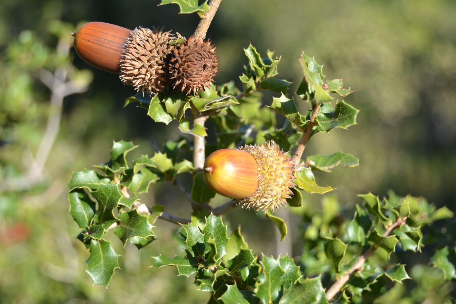 Nikon D3100 sample photo. Plant, bonito, nature photography