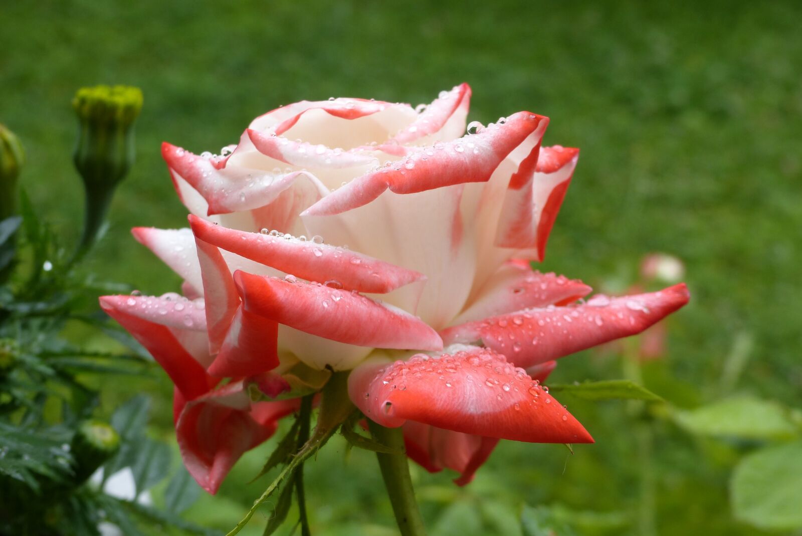 Panasonic Lumix DMC-FZ200 sample photo. Flower, pink, water photography