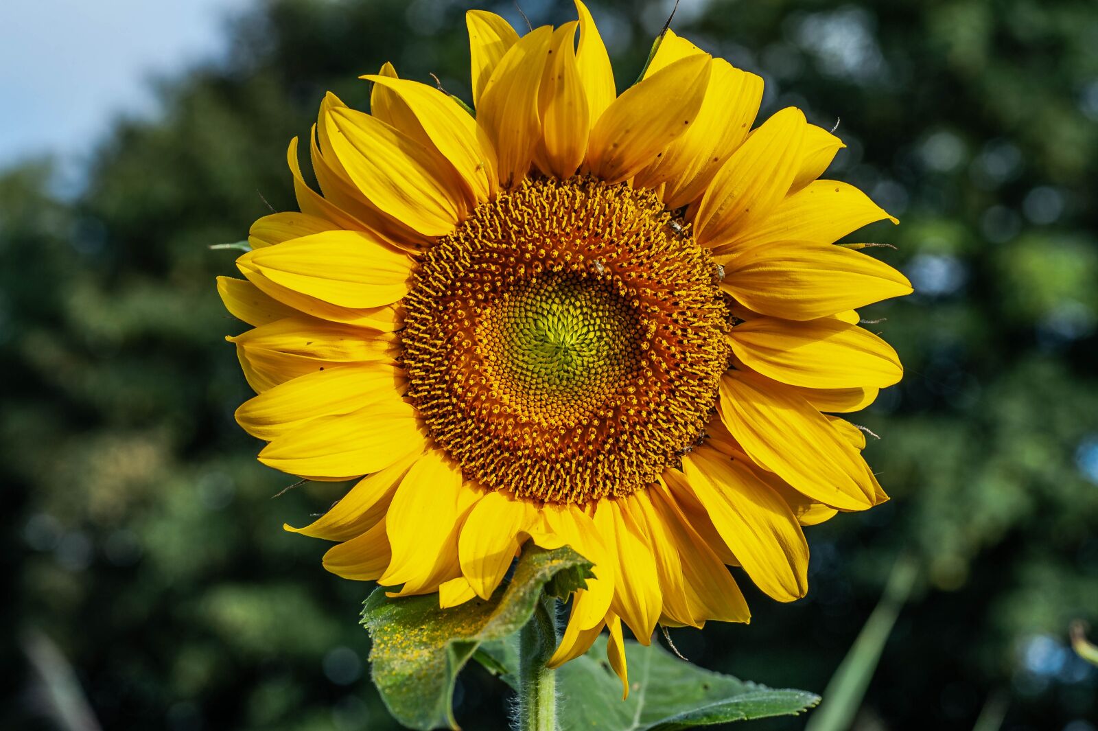 Nikon D700 sample photo. Sunflower, close up, blossom photography