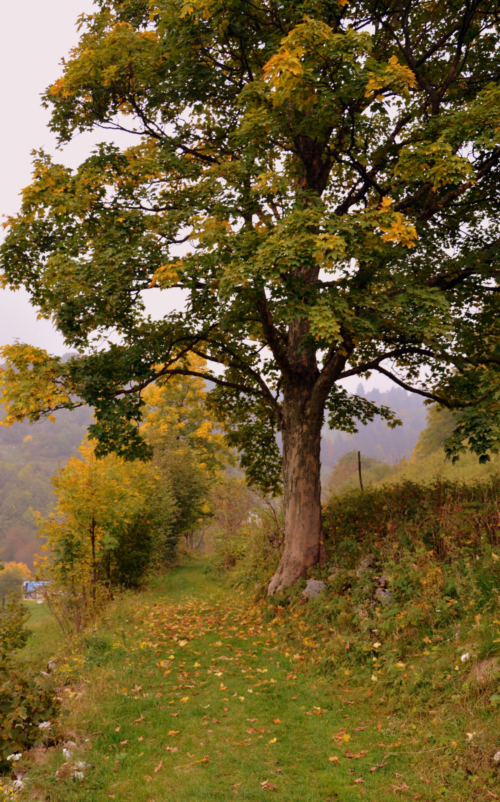 Nikon D7100 sample photo. Tree, autumn, trail photography