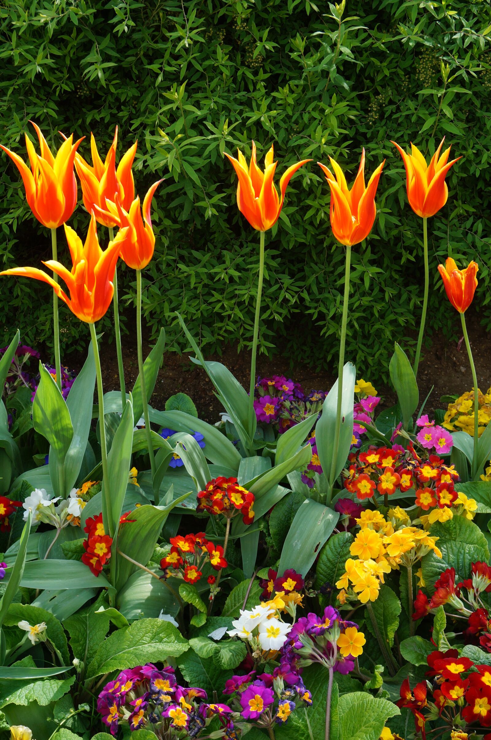 Sony Alpha NEX-3N sample photo. Paris, flower, garden photography