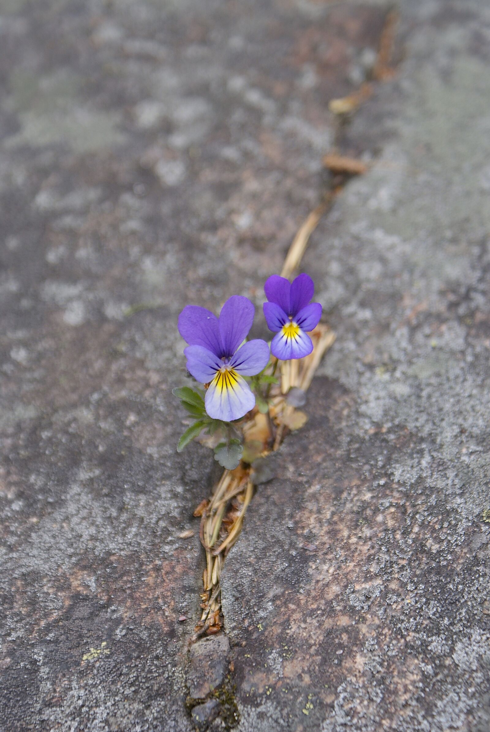 Sony Alpha DSLR-A300 sample photo. Flower, survival, nature photography